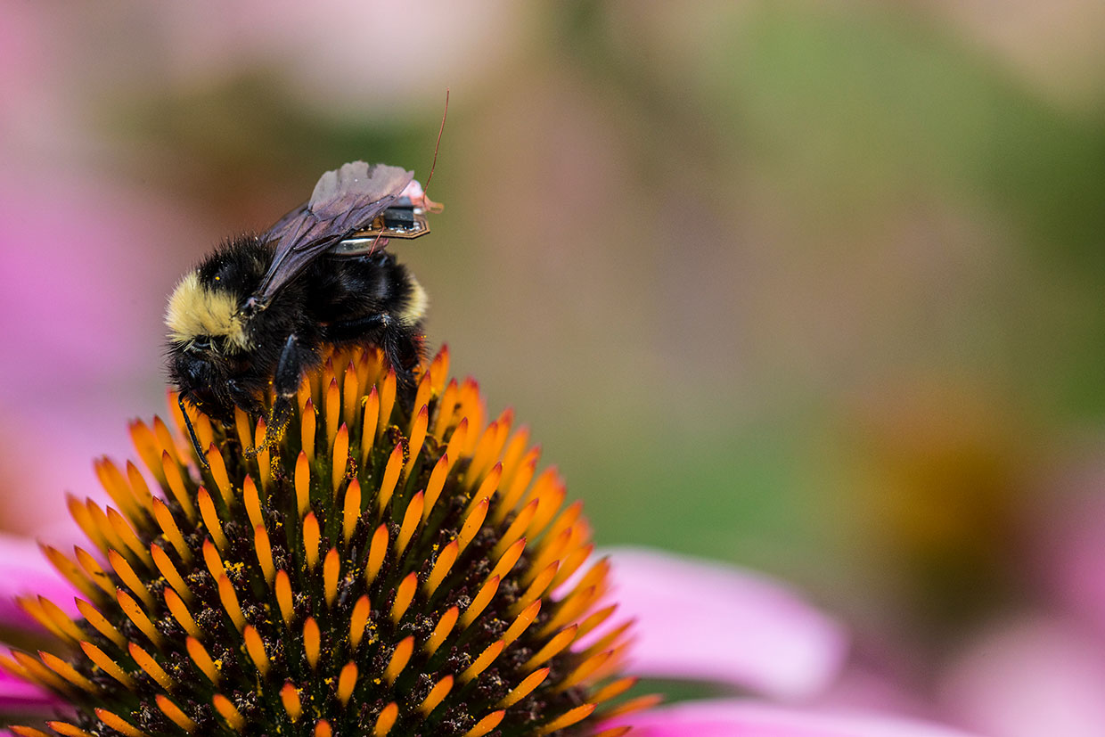 Scientists Outfit Bees With Wireless Sensors