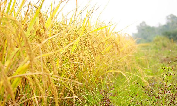 2020年全国早稻总产量2729万吨 同比增长3.9%