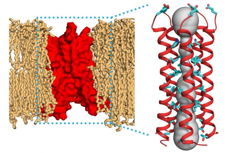 MIT Chemists Discover the Structure of a Key Coronavirus Protein