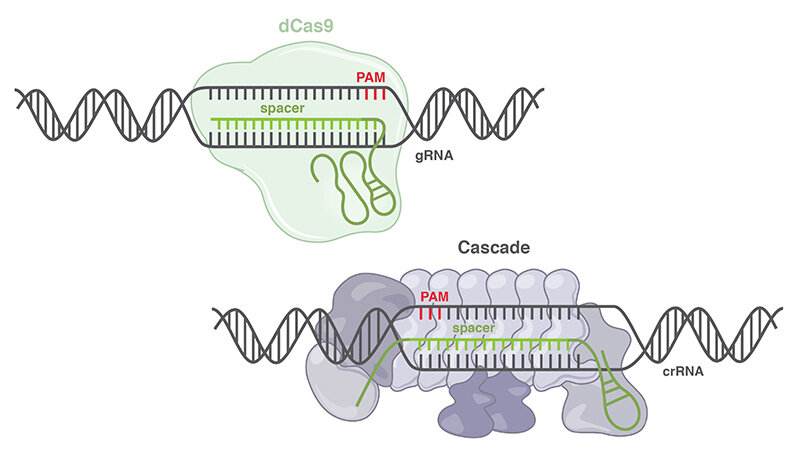 2021年11月CRISPR/Cas最新研究