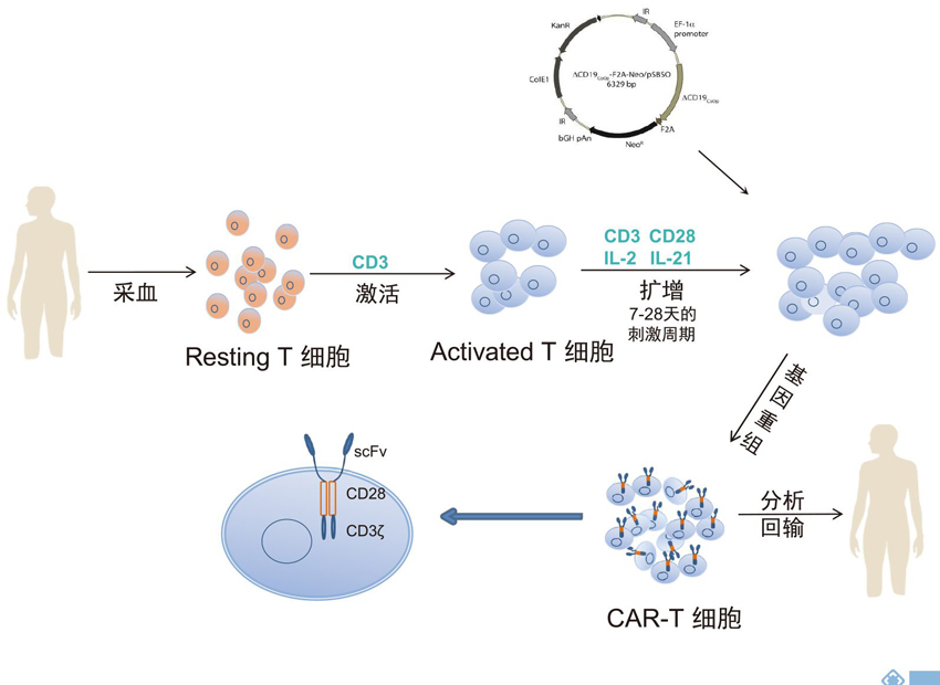 Nature：CAR-T 细胞免疫疗法